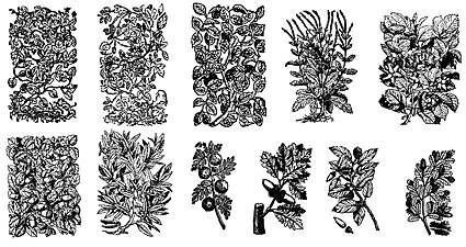 黒と白のベクトル植物材料要素