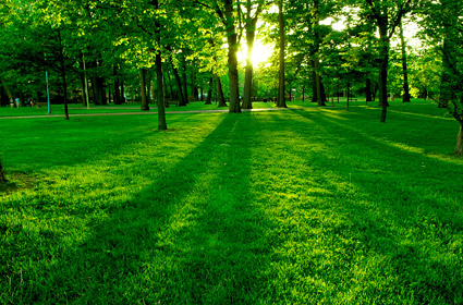 木や芝生の夕暮れ時 無料素材イラスト ベクターのフリーデザイナー