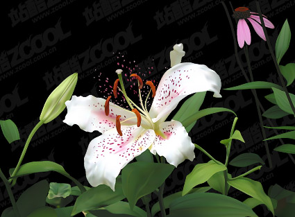 AI ベクター描画リアルなリリー材