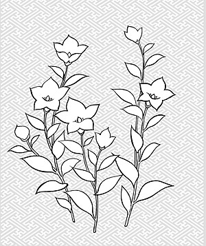 Flowers-28(Campanulaceae) のベクター線の描画
