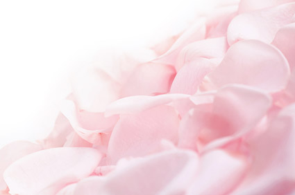 柔らかいピンクのバラの花びら
