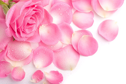 ピンクのバラの花びら写真素材