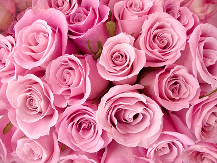 ピンクのバラの背景画像素材