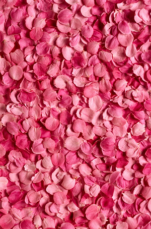 バラの花びらのピンクの背景画像素材