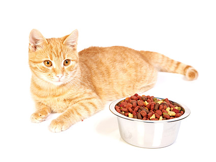 小さな猫画像素材-9