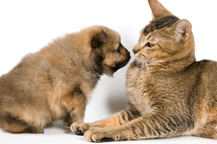 小さな猫画像素材-5