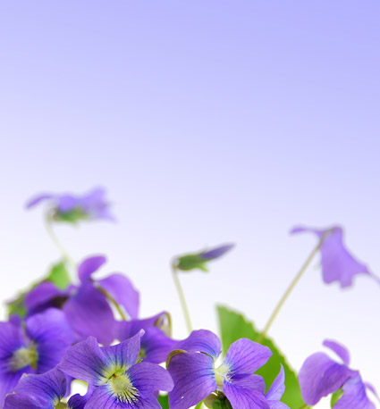 エレガントな紫の花の写真素材