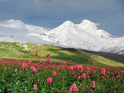 雪をかぶった山の花写真素材