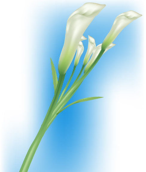 ユリのベクター