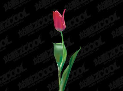 紫チューリップ ベクター材料