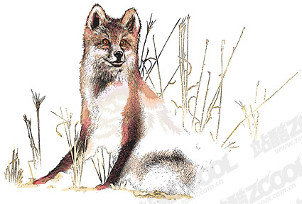 オオカミのベクター素材