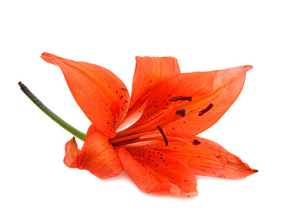 赤い花の写真素材