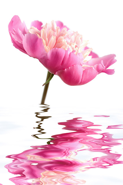 水画像素材のピンク色の花