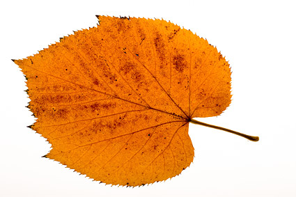 秋の葉の素材の写真