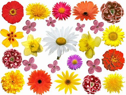 カラフルな花の画像素材