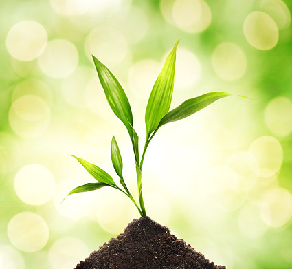 浮動小数点の植物や昆虫写真素材 5