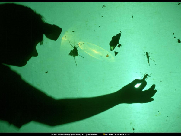 A を楽しむ世界中の文化