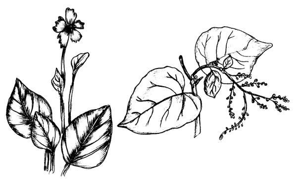 ベクター ブラシ植物材料