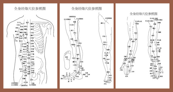 身体のポイント鍼灸経絡図 無料素材イラスト ベクターのフリーデザイナー